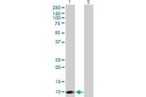 Western Blot analysis of CARD16 expression in transfected 293T cell line by CARD16 MaxPab polyclonal antibody. (CARD16 anticorps  (AA 1-97))