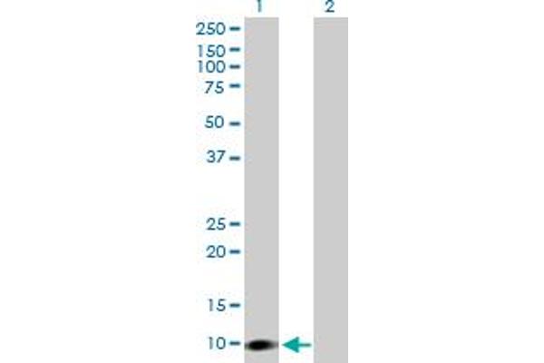 CARD16 anticorps  (AA 1-97)