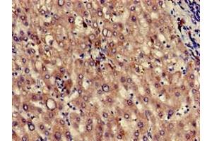 Immunohistochemistry of paraffin-embedded human liver tissue using ABIN7163511 at dilution of 1:100