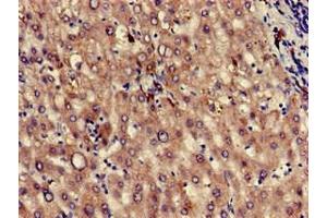 Immunohistochemistry of paraffin-embedded human liver tissue using ABIN7163511 at dilution of 1:100 (KLKB1 anticorps  (AA 503-612))