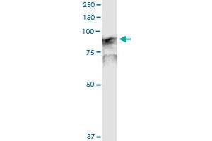 Immunoprecipitation of GOLGA1 transfected lysate using anti-GOLGA1 MaxPab rabbit polyclonal antibody and Protein A Magnetic Bead , and immunoblotted with GOLGA1 purified MaxPab mouse polyclonal antibody (B01P) .