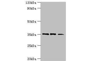 FOSL2 Antikörper  (AA 187-326)