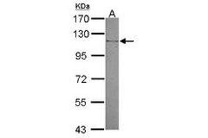 Image no. 2 for anti-Mannosidase, Alpha, Class 2B, Member 2 (MAN2B2) (N-Term) antibody (ABIN1494047) (MAN2B2 anticorps  (N-Term))