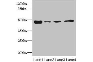 Western blot All lanes: PDK3 antibody at 1. (PDK3 anticorps  (AA 137-406))