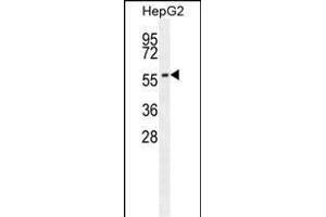 CABC1 antibody (ABIN659101 and ABIN2838085) western blot analysis in HepG2 cell line lysates (35 μg/lane). (COQ8A anticorps)