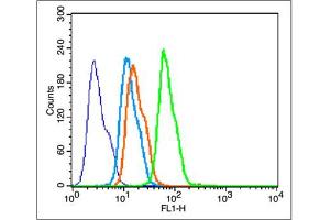HepG2 cells were fixed with 4% PFA for 10min at room temperature, and incubated in 5% BSA blocking buffer for 30 min at room temperature. (BDNF anticorps  (AA 151-247))