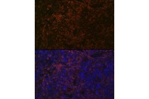 Immunofluorescence analysis of mouse spleen using SHP1 Rabbit mAb (ABIN7269716) at dilution of 1:100 (40x lens). (SHP1 anticorps)