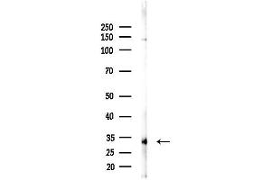 anti-CD302 (CD302) (Internal Region) antibody