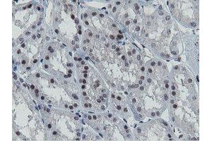 Image no. 4 for anti-Mitochondrial Intermediate Peptidase (MIPEP) (AA 174-516) antibody (ABIN1491016)