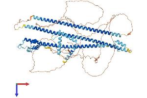 AlphaFold protein structure predicition of Mouse Recombinant Dzip1 Protein, UniprotID Q8BMD2