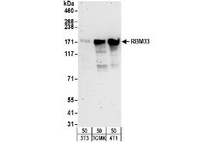 Western Blotting (WB) image for anti-RNA Binding Motif Protein 33 (RBM33) (AA 500-550) antibody (ABIN7453180) (RBM33 anticorps  (AA 500-550))