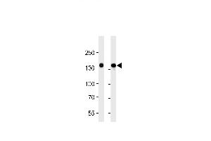 VEGFR3 Antibody (ABIN1882290 and ABIN2843609) western blot analysis in 293 and A549 cell line lysates (35 μg/lane). (FLT4 anticorps  (AA 1-439))