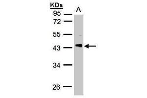 WB Image Sample(30 ug whole cell lysate) A:H1299 10% SDS PAGE antibody diluted at 1:3000