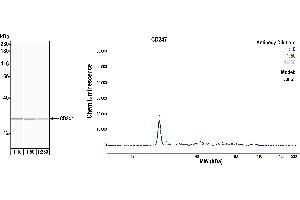 Western Blotting (WB) image for anti-CD247 Molecule (CD247) (C-Term) antibody (ABIN7454039)