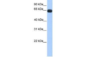 Western Blotting (WB) image for anti-Zinc Finger Protein 100 (ZNF100) antibody (ABIN2458225) (ZNF100 anticorps)