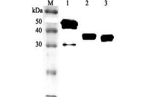 Western blot analysis using anti-Clusterin (human), pAb  at 1:2'000 dilution. (Clusterin anticorps  (Nuclear))