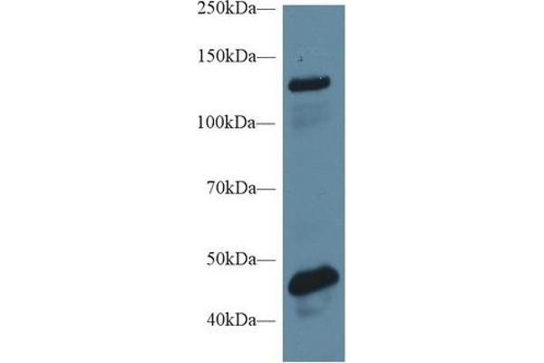 MGEA5 Antikörper  (AA 6-240)