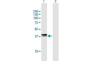 Western Blot analysis of TEF expression in transfected 293T cell line by TEF MaxPab polyclonal antibody. (TEF anticorps  (AA 1-303))