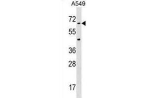 Western Blotting (WB) image for anti-Serine/threonine Kinase 35 (STK35) antibody (ABIN3003075) (STK35 anticorps)