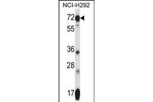 Western blot analysis in NCI-H292 cell line lysates (35ug/lane). (SLC41A2 anticorps  (N-Term))
