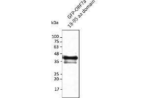 Western Blotting (WB) image for anti-SARS-CoV-2 ORF7a antibody (ABIN7272994) (SARS-CoV-2 ORF7a anticorps)