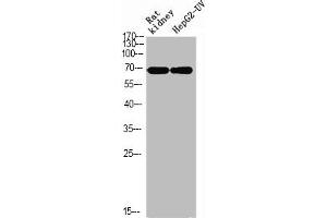 Western blot analysis of RAT-kidney HEPG2-UV using p-Ku-70 (S5) antibody.