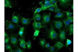Immunofluorescence (IF) image for anti-Tubulin, alpha-Like 3 (TUBAL3) (AA 150-446) antibody (ABIN1490956)