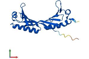 AlphaFold protein structure predicition of Mouse Recombinant Tbpl1 Protein, UniprotID P62340
