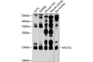 Western blot analysis of extracts of various cell lines, using MCFD2 antibody (ABIN6128222, ABIN6143636, ABIN6143637 and ABIN6214609) at 1:1000 dilution. (MCFD2 anticorps  (AA 27-146))
