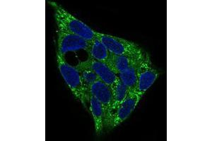 Immunofluorescence analysis of HepG2 cells using PRKAG1 mouse mAb (green).
