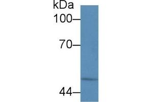 Detection of CALR in Human HL60 cell lysate using Polyclonal Antibody to Calreticulin (CALR) (Calreticulin anticorps  (AA 196-310))