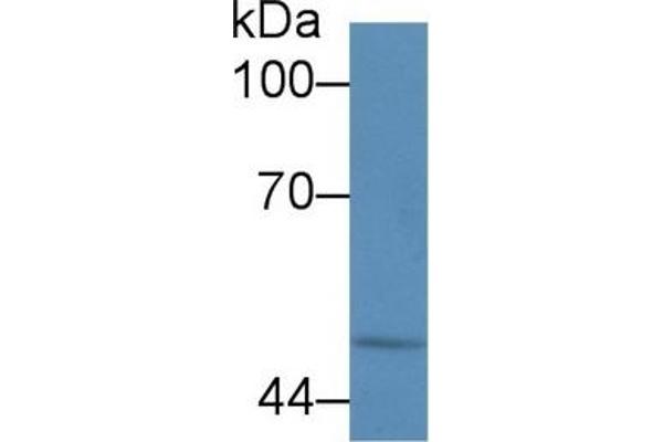 Calreticulin anticorps  (AA 196-310)