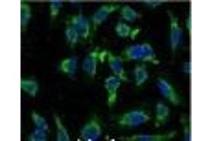 Immunofluorescence analysis of Hela tissue using EFHD1 Monoclonal Antibody at dilution of 1:100.