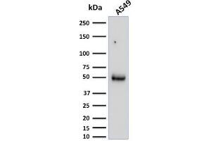 Western Blot Analysis of A549 cell lysate using CD14 Mouse Monoclonal Antibody (LPSR/2386). (CD14 anticorps  (AA 25-148))