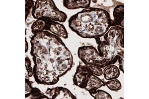 Immunohistochemical staining (Formalin-fixed paraffin-embedded sections) of human placenta shows strong cytoplasmic immunoreactivity in trophoblasts.