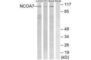 Western blot analysis of extracts from LOVO cells, 3T3 cells and RAW264. (NCOA7 anticorps)