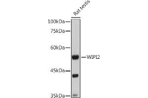 Western blot analysis of extracts of Rat testis, using WIPI2 antibody (ABIN6133278, ABIN6150223, ABIN6150225 and ABIN6223441) at 1:1000 dilution. (WIPI2 anticorps  (AA 187-436))