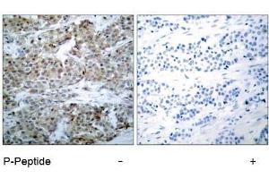 Image no. 1 for anti-BCL2-Associated Agonist of Cell Death (BAD) (pSer112), (pSer75) antibody (ABIN196734) (BAD anticorps  (pSer75, pSer112))