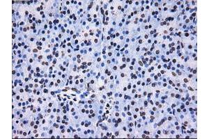 Image no. 9 for anti-Replication Protein A2, 32kDa (RPA2) antibody (ABIN1500735) (RPA2 anticorps)