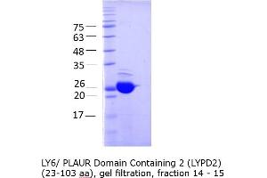 Quality Control Images: SDS-PAGE (LYPD2 Protein (AA 23-103) (GST tag))