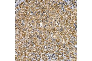 Immunohistochemistry of paraffin-embedded rat ovary using INSIG2 Rabbit pAb (ABIN7267888) at dilution of 1:200 (40x lens). (INSIG2 anticorps  (AA 50-150))