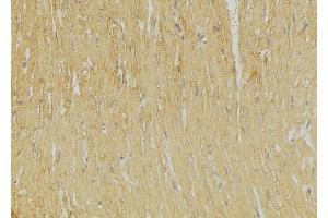 ABIN6269251 at 1/100 staining Mouse muscle tissue by IHC-P. (GRIA2 anticorps  (C-Term))