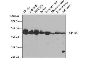 Western blot analysis of extracts of various cell lines using GPR68 Polyclonal Antibody at dilution of 1:1000. (GPR68 anticorps)