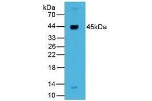 Rabbit Detection antibody from the kit in WB with Positive Control: Sample Human Liver lysate. (Renin Kit ELISA)
