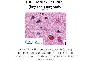 Image no. 1 for anti-Mitogen-Activated Protein Kinase 3 (MAPK3) (Internal Region) antibody (ABIN1736743) (ERK1 anticorps  (Internal Region))