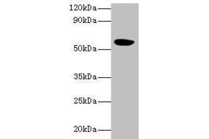 Western blot All lanes: HARS2 antibody at 2 μg/mL + Mouse kidney tissue Secondary Goat polyclonal to rabbit IgG at 1/10000 dilution Predicted band size: 57, 55 kDa Observed band size: 57 kDa (HARS2 anticorps  (AA 34-506))