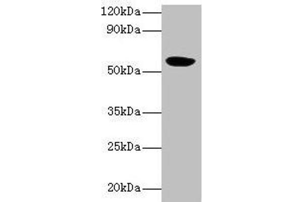 HARS2 anticorps  (AA 34-506)