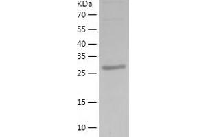Western Blotting (WB) image for Intelectin 1 (Galactofuranose Binding) (ITLN1) (AA 19-298) protein (His tag) (ABIN7123476)