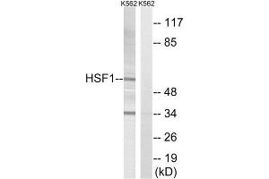Western Blotting (WB) image for anti-Heat Shock Factor Protein 1 (HSF1) (Thr142) antibody (ABIN1848187) (HSF1 anticorps  (Thr142))