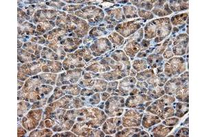 Immunohistochemical staining of paraffin-embedded liver tissue using anti-RC201933 mouse monoclonal antibody. (PIM2 anticorps)